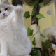two cats on a cat tree